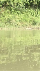 Crocodylus palustris