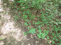 Hydrastis canadensis