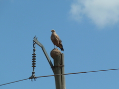 Buteogallus meridionalis