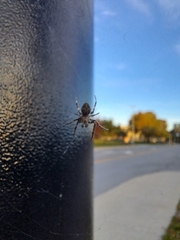 Larinioides sclopetarius