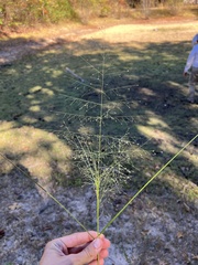 Eragrostis trichodes