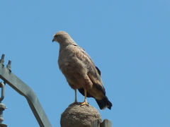 Buteogallus meridionalis