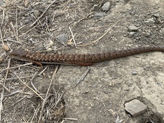 Elgaria multicarinata multicarinata