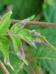 Contarinia negundinis