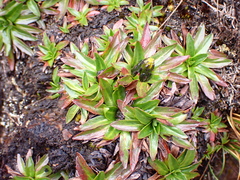 Hypochaeris sessiliflora