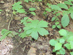 Hydrastis canadensis