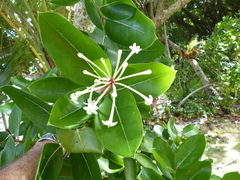Phaleria