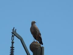 Buteogallus meridionalis