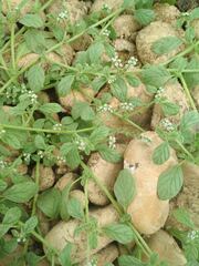 Heliotropium supinum