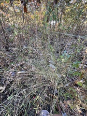 Eragrostis trichodes