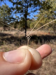 Aristida basiramea