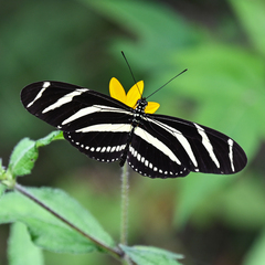 Heliconius charithonia vazquezae