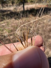Aristida basiramea
