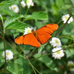 Dryas iulia moderata
