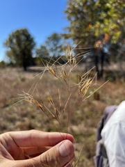 Aristida basiramea