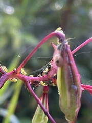 Impatientinum asiaticum