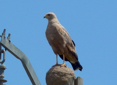 Buteogallus meridionalis