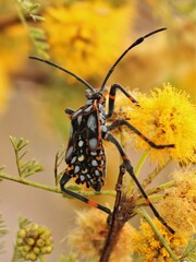 Pachylis argentinus