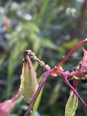 Impatientinum asiaticum