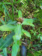 Commelina virginica