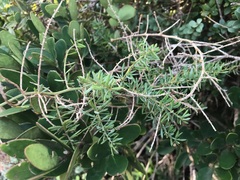 Asparagus aethiopicus