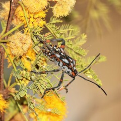 Pachylis argentinus
