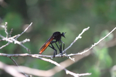 Archilestris magnificus