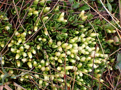 Baccharis caespitosa