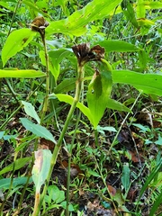 Commelina virginica