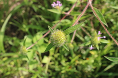 Crusea hispida