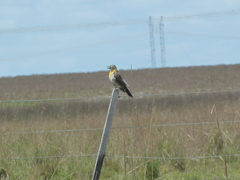 Colaptes campestris campestroides