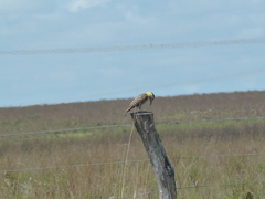 Colaptes campestris campestroides