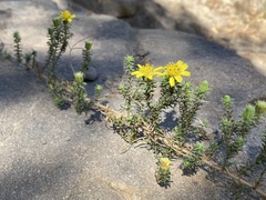 Deinandra minthornii