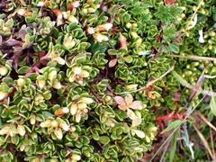Baccharis caespitosa