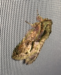 Disphragis salona
