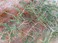Salsoloideae