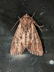 Mniotype occidentalis