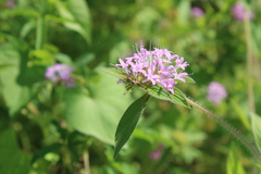 Crusea hispida