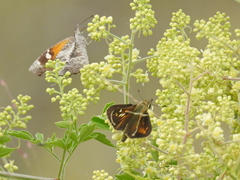 Atalopedes campestris