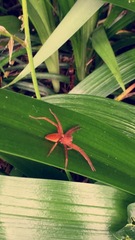 Dolomedes sulfureus