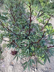 Hibiscus sabdariffa