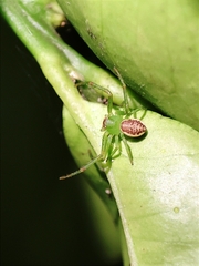 Diaea dorsata