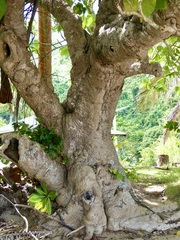 Hernandia nymphaeifolia