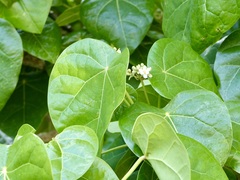 Hernandia nymphaeifolia
