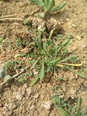 Corrigiola litoralis