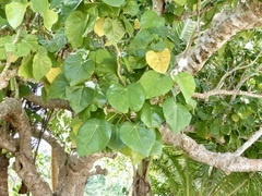 Hernandia nymphaeifolia