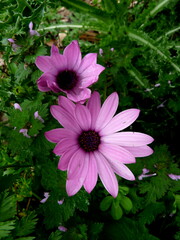 Dimorphotheca ecklonis
