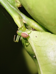 Diaea dorsata