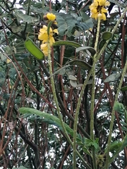 Senna didymobotrya
