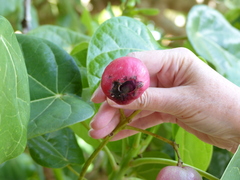 Hernandia nymphaeifolia